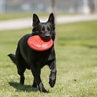 KONG Flyer Dog Classic Rubber Toy Large