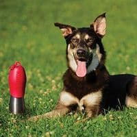 KONG H20 Dog Water Bottle Travel Small / Large