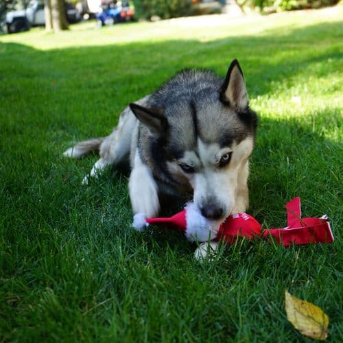 KONG Holiday CHRISTMAS + Halloween