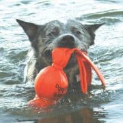 KONG Wet Wubba Dog Toy Large Floating Water