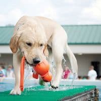KONG Wet Wubba Dog Toy Large Floating Water