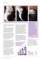 Leucillin Spray - Antiseptic Wound Saray Animal Dog  - Various sizes