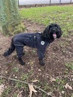 Mikki Overall Silk Lined Doodle Waterproof Coat - Black - Dog walking