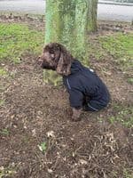 Mikki Overall Silk Lined Doodle Waterproof Coat - Black - Dog walking