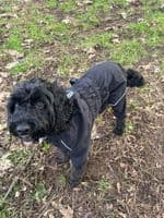 Mikki Overall Silk Lined Doodle Waterproof Coat - Black - Dog walking