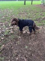 Mikki Overall Silk Lined Doodle Waterproof Coat - Black - Dog walking