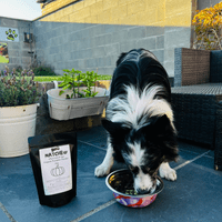 NATCHEW Organic Pumpkin Powder for Dogs – 250g  - Promotes Healthy Bowel Movements