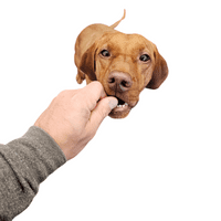 Natchew Originals Soft Training Treats 1kg Poultry Jerky Fish Dog Pup High Value Reward Treat