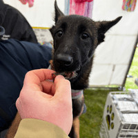 Natchew Sausage Bites Training Dog Treat - Lamb Beef Black Pudding Pork