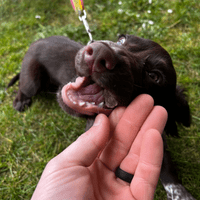 Natchew Sausage Bites Training Dog Treat - Lamb Beef Black Pudding Pork
