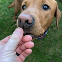 Natchew Sausage Bites Training Dog Treat - Lamb Beef Black Pudding Pork