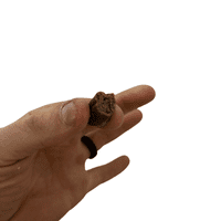 Natchew Sausage Bites Training Dog Treat - Lamb Beef Black Pudding Pork