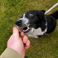 Natchew Sausage Bites Training Dog Treat - Lamb Beef Black Pudding Pork