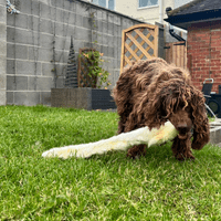 NATURAL TREATS Furry Rabbit Skin Lengths PREMIUM  Dog Chew Treat Approx 50CM