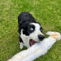 NATURAL TREATS Furry Rabbit Skin Lengths PREMIUM  Dog Chew Treat Approx 50CM