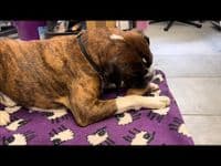 NATURAL TREATS HOOVES - Natural Dried Dog Pet Treat Chew Empty Calves Calf Cow Hoove Premium Hoof