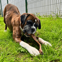 NATURAL TREATS Moon Bone - Natural Dog Chew - Beef Cartlidge