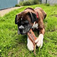 NATURAL TREATS Moon Bone - Natural Dog Chew - Beef Cartlidge