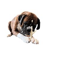NATURAL TREATS PUFFED CHICKEN FEET - Natural Puff White Foot Dog Food Snack Tasty Pet Treat