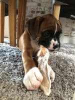 NATURAL TREATS Rabbit Ears Furry Natural Dog Chew