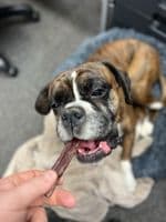 NATURAL TREATS Thick Great Quality Bulls Pizzles bully sticks Dog Chew