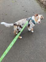Paws Made™ Bungee Dog Lead - Super soft handle