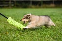 Paws Made™ Bungee Extra Long Chaser Snoodle Tug Dog Training Chase Toy