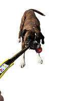 Paws Made ™ Bungee Ultra Chuckit Ball Small/Medium/Large - One of the strongest balls on the market!