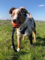 Paws Made ™ Bungee Ultra Chuckit Ball Small/Medium/Large - One of the strongest balls on the market!