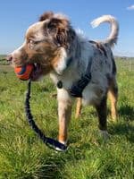 Paws Made ™ Bungee Ultra Chuckit Ball Small/Medium/Large - One of the strongest balls on the market!