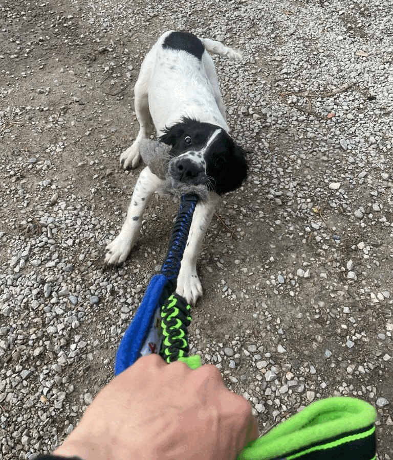 Paws Made ™ Bunny Bungee Rabbit Fur great for motivation and reward