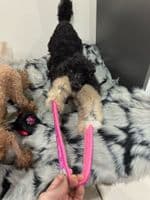 Paws Made Bunny power Rabbit Fur Ring great for motivation and reward
