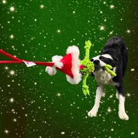 Paws Made Christmas Edition - Binch - Dog Tug Toy