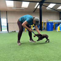 Paws Made MINI Power Paws Pocket - Petal Ball Throw Dog Toy Tugger