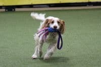 Paws Made™ MINI Tuggerpus Bungee Rugby Lattice Cyber with Octopus Crinkle Legs Squeaker