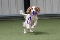 Paws Made™ MINI Tuggerpus Bungee Rugby Lattice Cyber with Octopus Crinkle Legs Squeaker