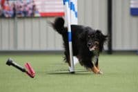 Paws Made™ Moo Moo Bungee Dog Toy Milk Udder Liner Tug