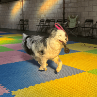 Paws Made™ Moo Moo Bungee Dog Toy Milk Udder Liner Tug