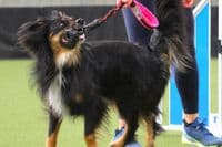 Paws Made™ Moo Moo Bungee Dog Toy Milk Udder Liner Tug