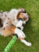 Paws Made MooGee Bungee Dog Training Toy - Sheep Rabbit Snoodle Faux