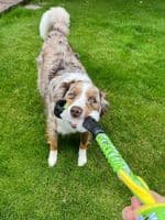 Paws Made MooGee Bungee Dog Training Toy - Sheep Rabbit Snoodle Faux