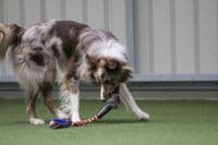 Paws Made MooGee Bungee Dog Training Toy - Sheep Rabbit Snoodle Faux