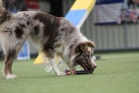 Paws Made MooGee Bungee Dog Training Toy - Sheep Rabbit Snoodle Faux