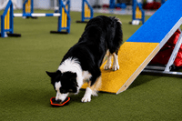 Paws Made™ Paws Pocket ™  Agility Petal  Training Ball Easy Reward Treat