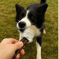 Paws Made™ POCKET Bungee RABBIT Dog Tug Training toy agility