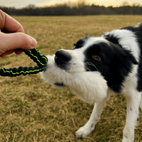 Paws Made™ POCKET Bungee Sheep Dog Tug Training toy agility