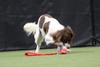 Paws Made ™ Power BUNGEE Paws Pocket™ Petal Ball -Made for more accurate throwing !