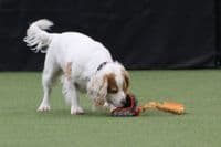 Paws Made ™ Power BUNGEE Paws Pocket™ Petal Ball -Made for more accurate throwing !