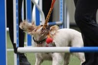 Paws Made ™ Power BUNGEE Paws Pocket™ Petal Ball -Made for more accurate throwing !