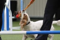 Paws Made ™ Power BUNGEE Paws Pocket™ Petal Ball -Made for more accurate throwing !